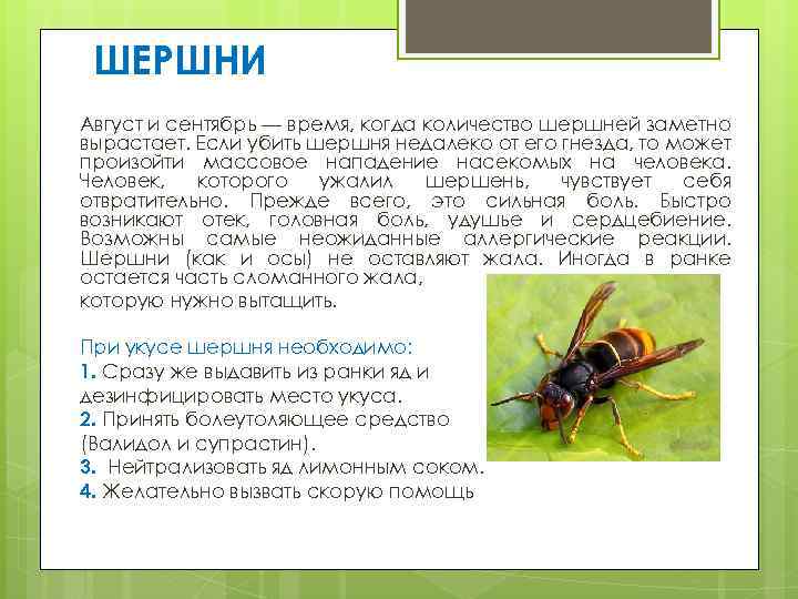 Укус шершня: чем опасен, первая помощь, как лечить, последствия, фото