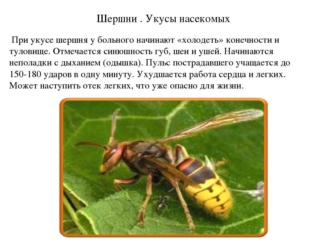 Укусы шершней насколько реальна угроза последствия и что нужно предпринять