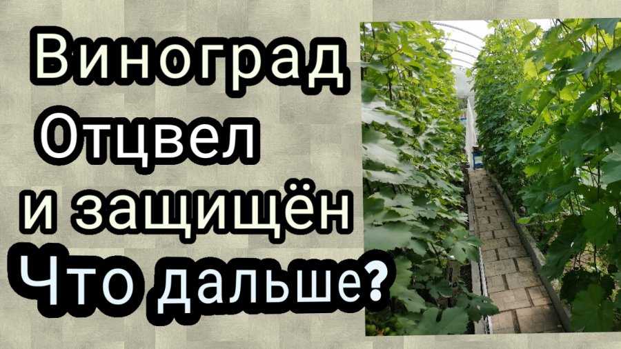 Фунгициды для винограда: какой выбрать, топ 9 лучших, лечение