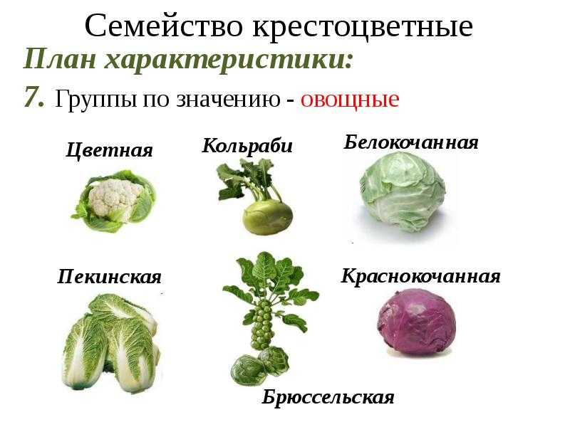 Топ 15 лучших сортов ранней капусты по отзывам огородников с названием и фото: самая урожайная, вкусная, белокочанная, правила выращивание