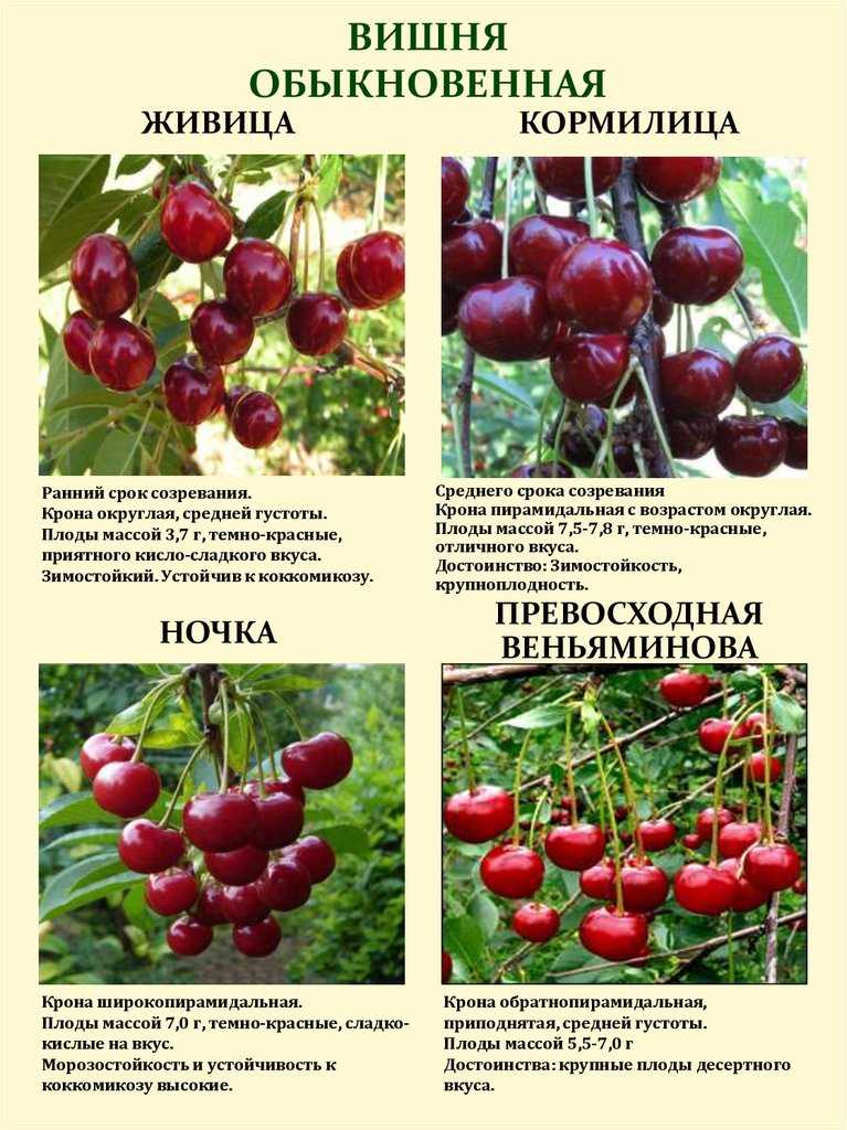 Вишня харитоновская: описание сорта и ее характеристики