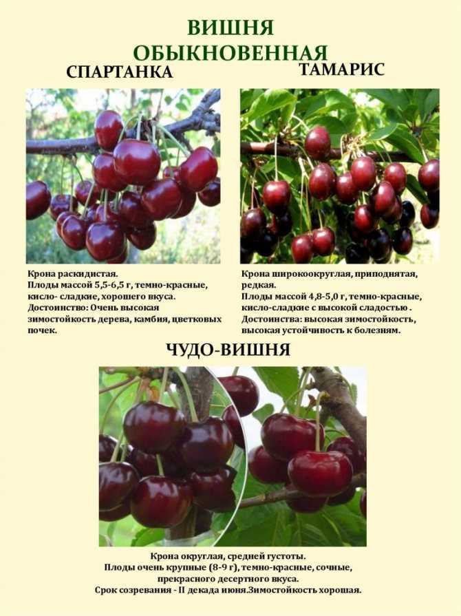 Кустовая вишня: важные секреты посадки и ухода, описание, фото