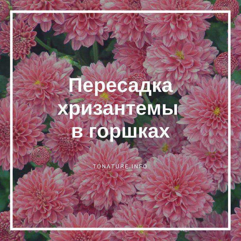 Осенняя пересадка хризантем / асиенда.ру