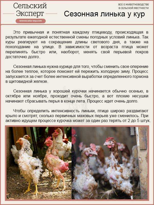 Линька у кур несушек: почему линяют, когда начинается, сколько длится и что давать?