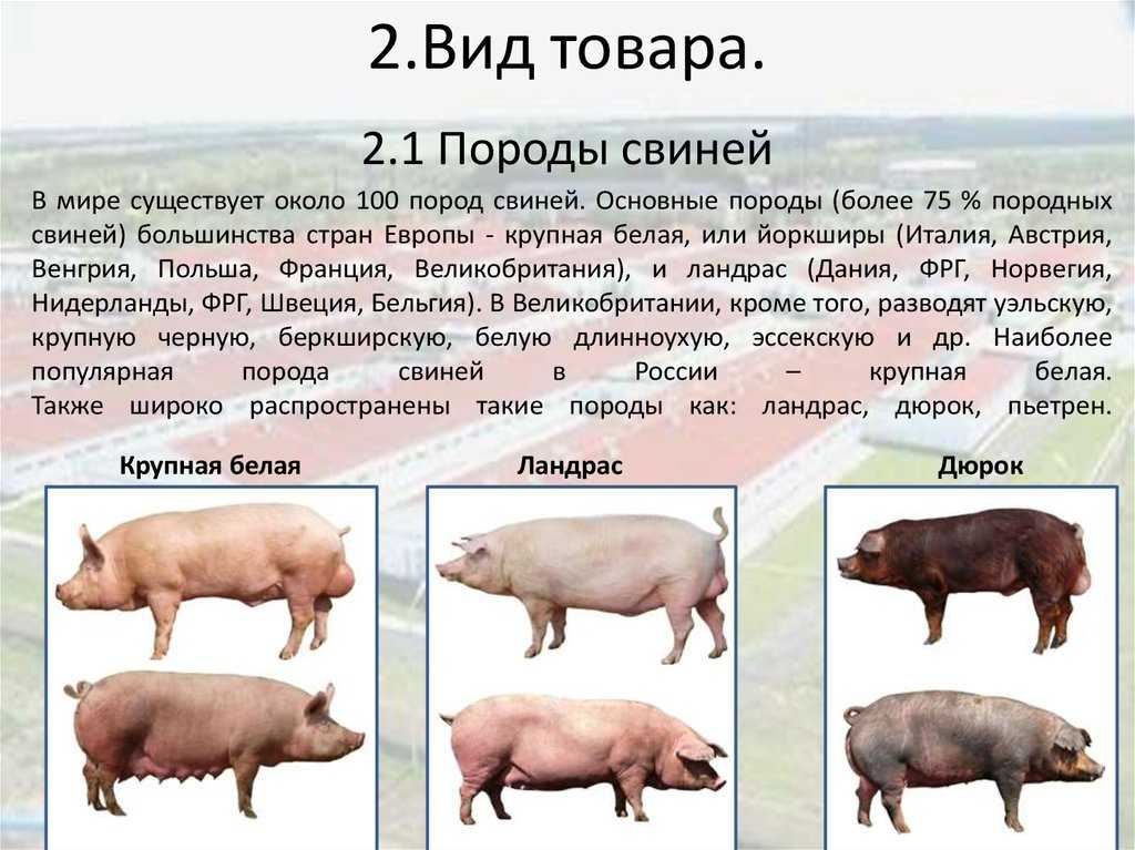 Порода свиней дюрок : характеристика, фото, описание