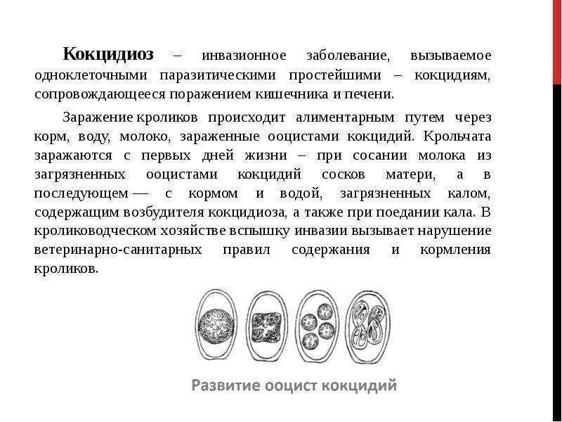 ✅ как лечить кокцидиоз у индюшат: что это за болезнь, симптомы, препараты