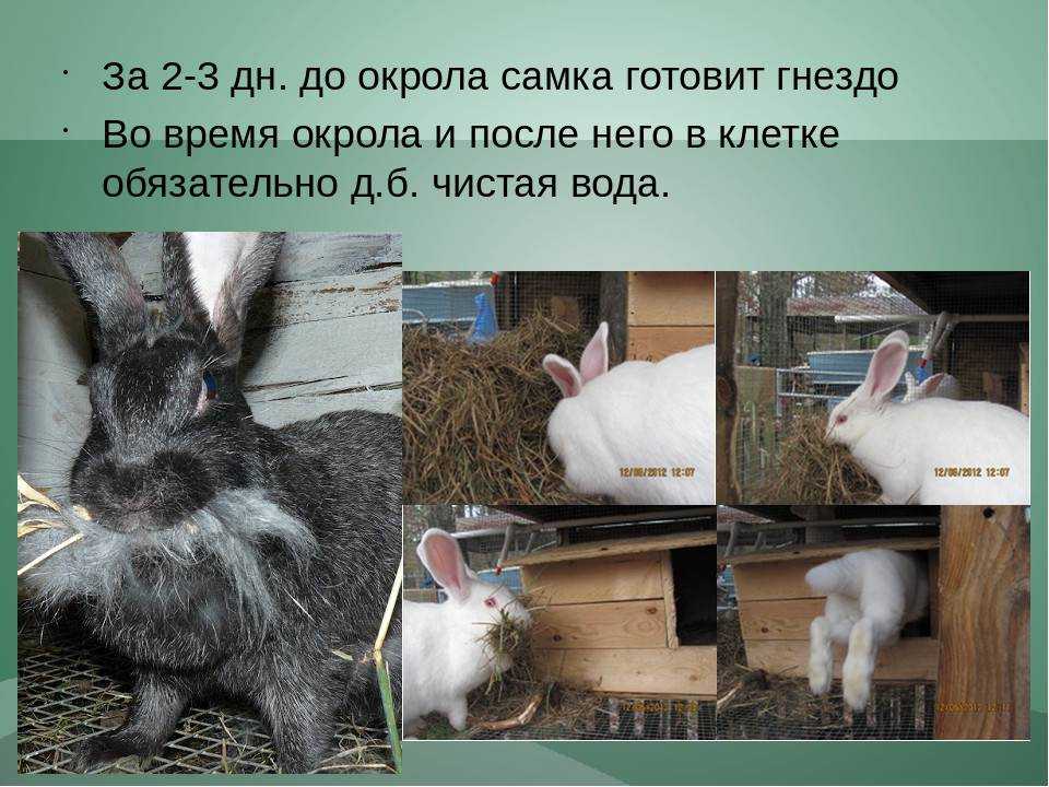 Сколько кролик вынашивает крольчат и как помочь с родами?
сколько кролик вынашивает крольчат и как помочь с родами?