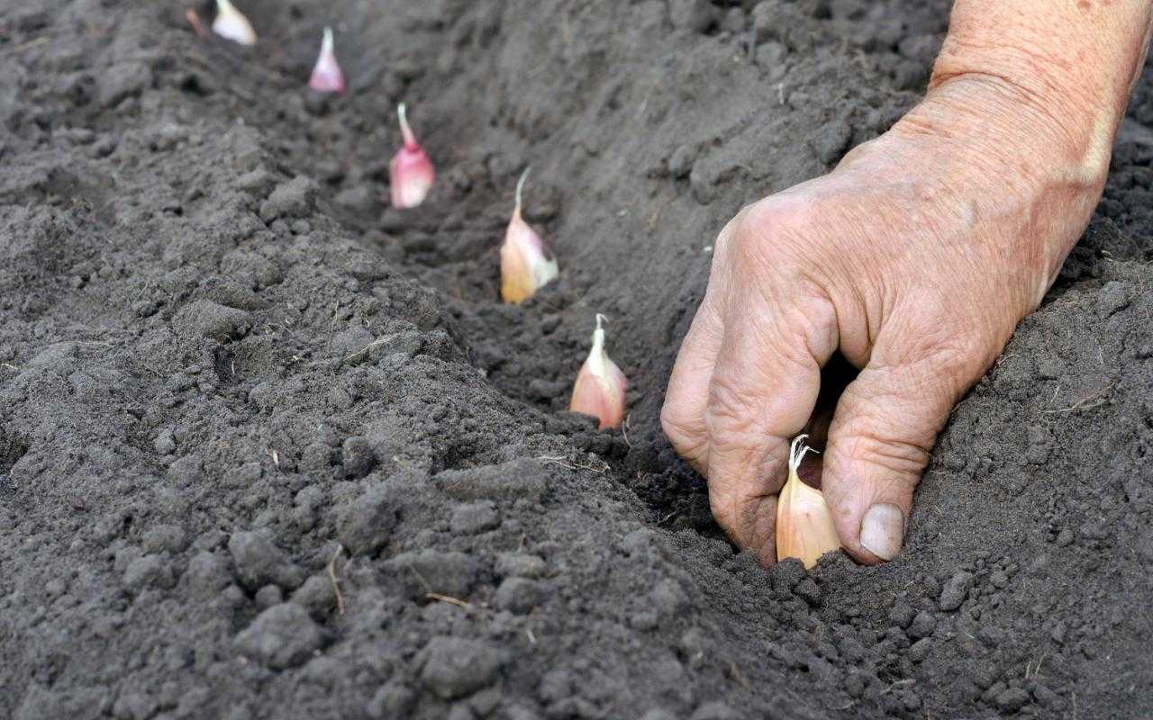 4 преимущества посадки чеснока осенью. правила и уход