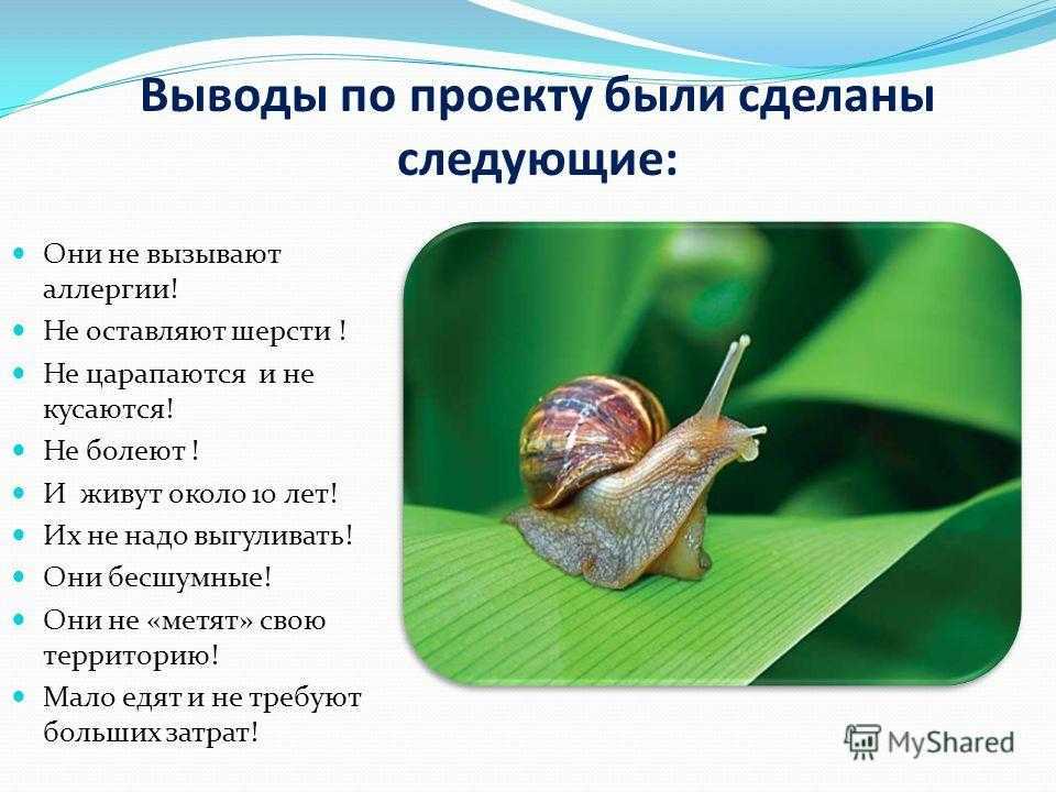 Как избавиться от слизней и улиток