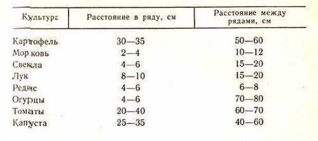 На каком расстоянии сажать лук севок на головку при посадке рядами