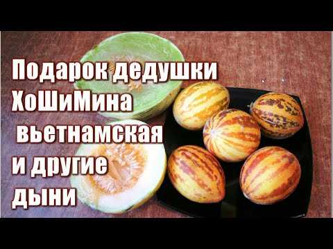 Описание и технология выращивания вьетнамской дыни, разновидности