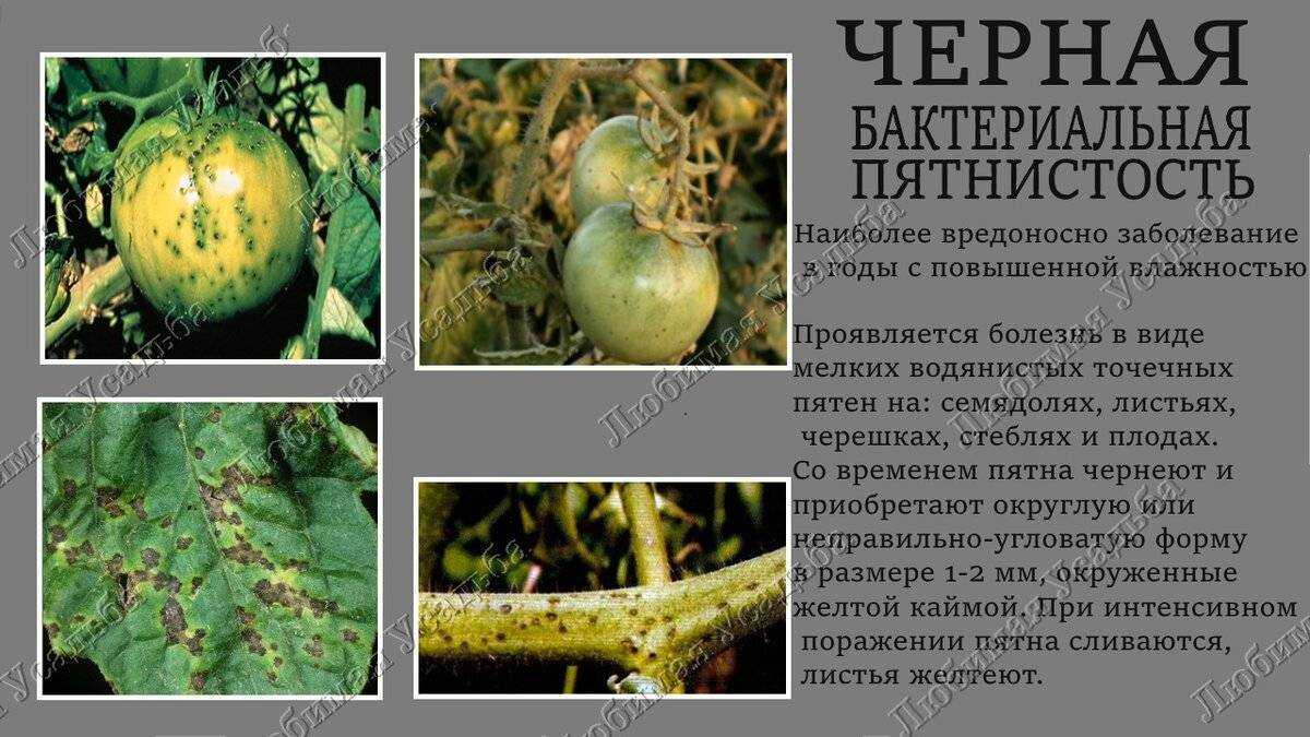 Топ-10 главных болезней томатов – симптомы и причины, +38 фото