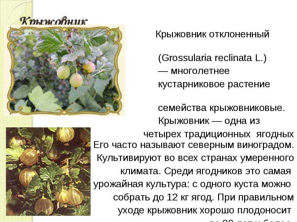 Все о крыжовнике берилл: характеристики сорта, плюсы и минусы, правила выращивания
