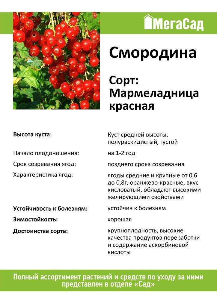 Лучшие сорта красной смородины с фото и описанием для подмосковья и средней полосы