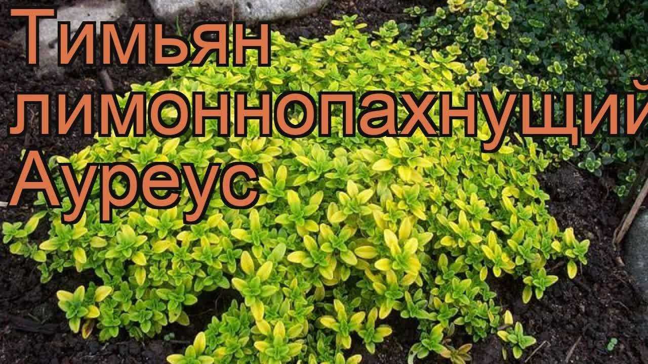 Тимьян: описание видов и правила агротехники