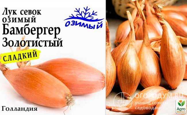 Лук бамбергер: описание сорта, фото, отзывы, посадка и уход, урожайность, достоинства и недостатки и особенности выращивания