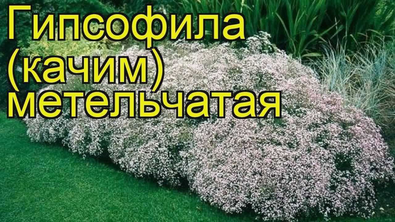 Гипсофила (качим) – посадка и уход, фото