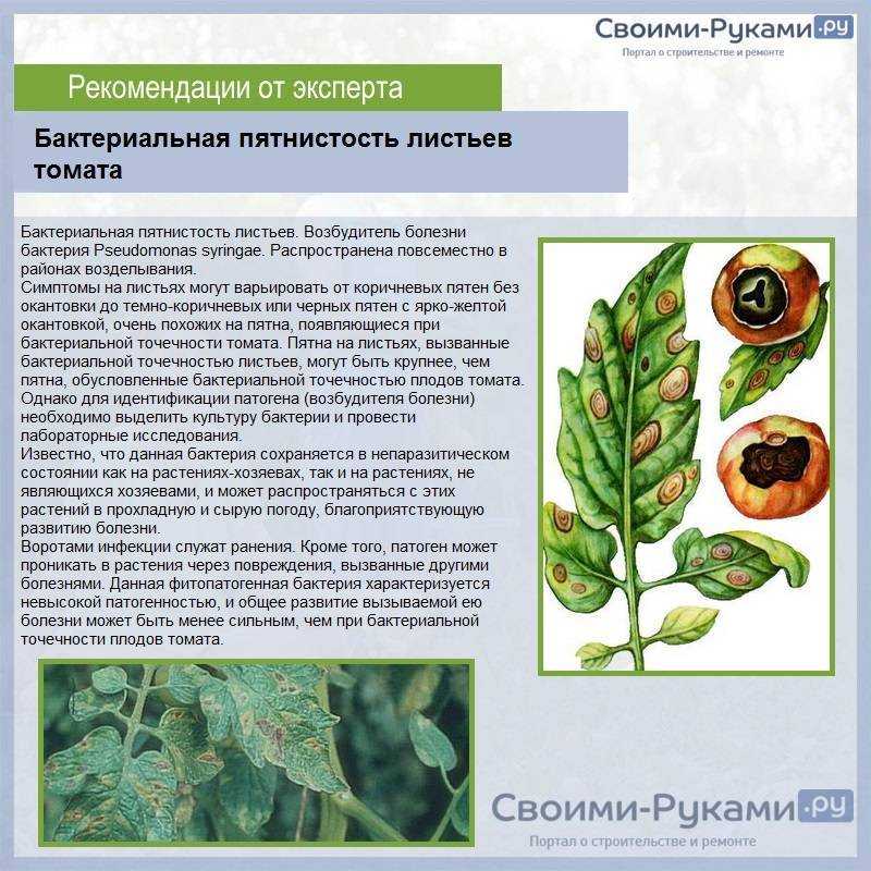 Кладоспориоз томатов, лечение народными средствами