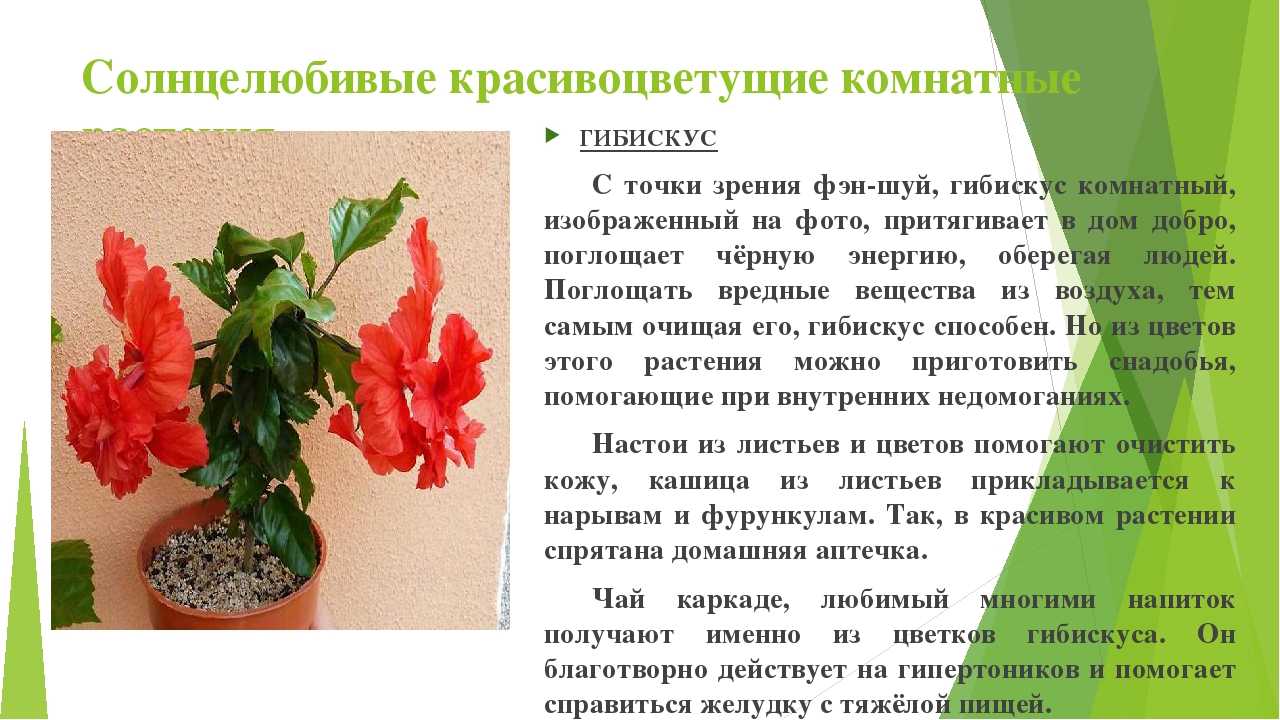 Гибискус: самые красивые сорта и все секреты выращивания от коллекционера анны капаниной