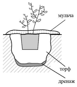 Голубика: посадка и уход в открытом грунте, пошаговая инструкция