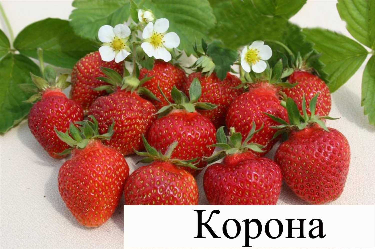 Клубника корона: описание и характеристики, посадка и уход, размножение