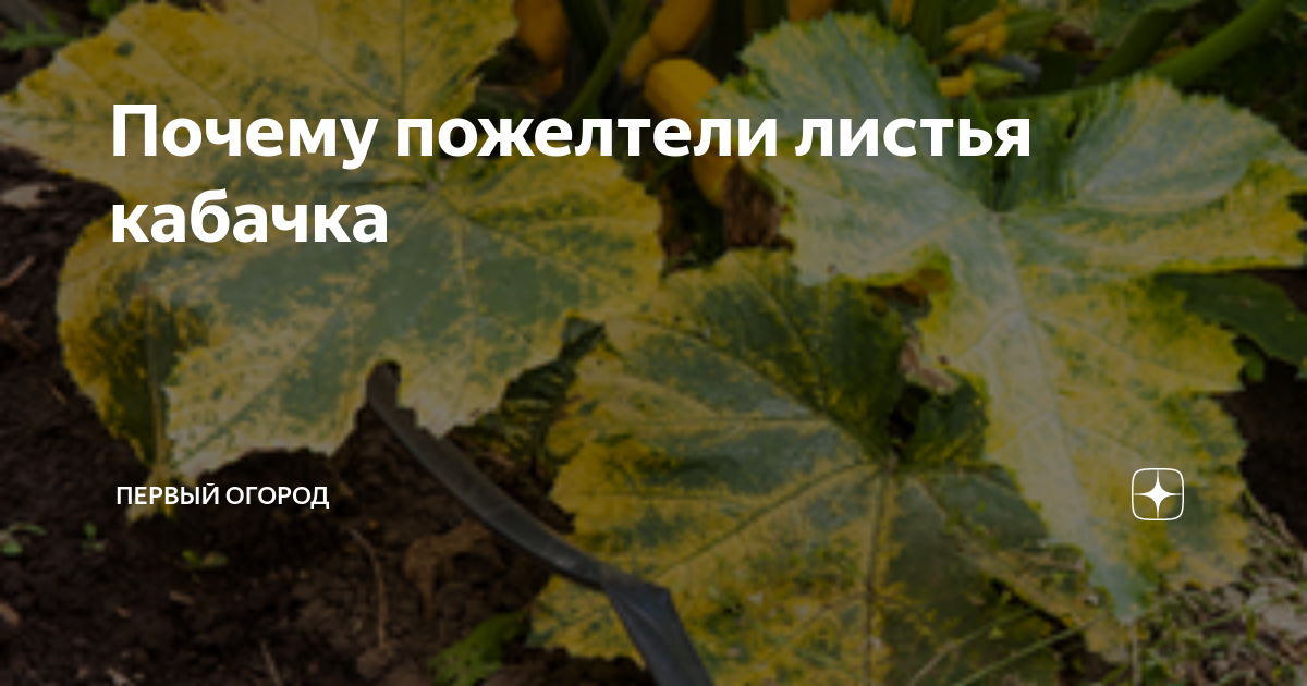 Почему желтеют листья у кабачков в открытом грунте: что делать и как с этим бороться