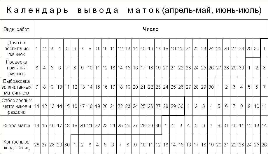 О пчелиной матке: как выглядит королева пчел, сколько живет, вывод маток