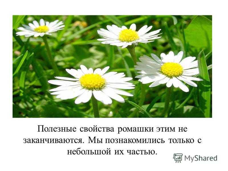 Интересные факты о ромашке