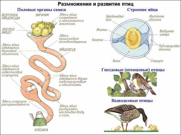 В каком возрасте петух может оплодотворять яйца. как петух топчет (оплодотворяет) курицу