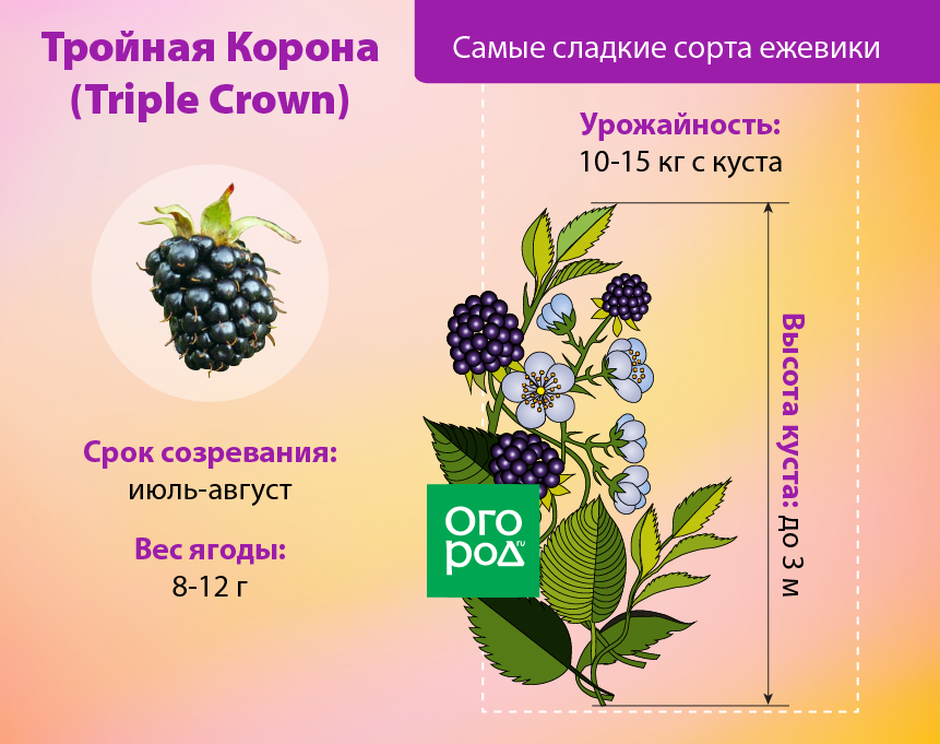 Ежевика тройная корона, посадка и уход. ежевика тройная корона: описание сорта, выращивание, фото