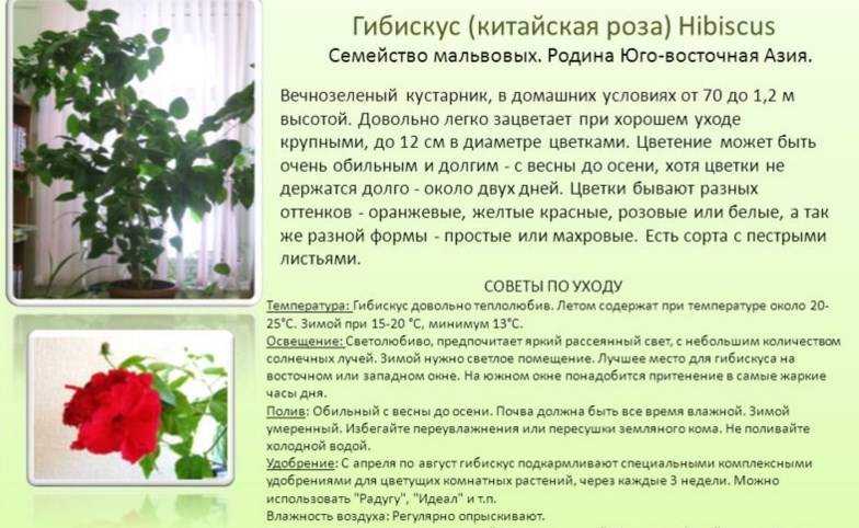 Об уходе за китайской розой в домашних условиях (чем подкормить, как поливать)