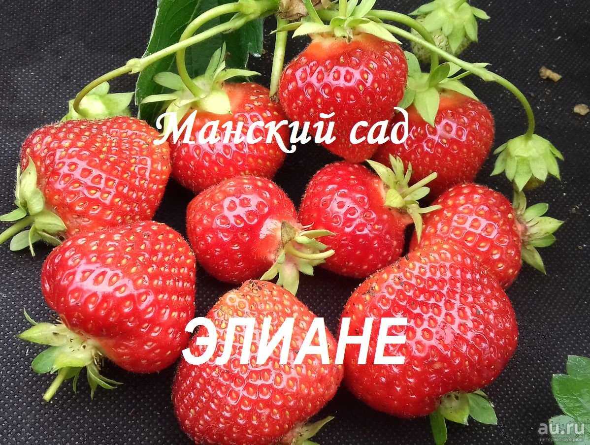 Земляника элиане: описание сорта, отзывы садоводов, фото