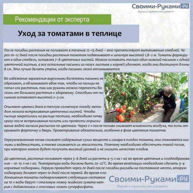 Рекомендации по высадке рассады помидор в теплицу: когда и как