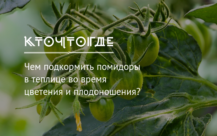Подкормка помидоров в теплице, подробные рецепты