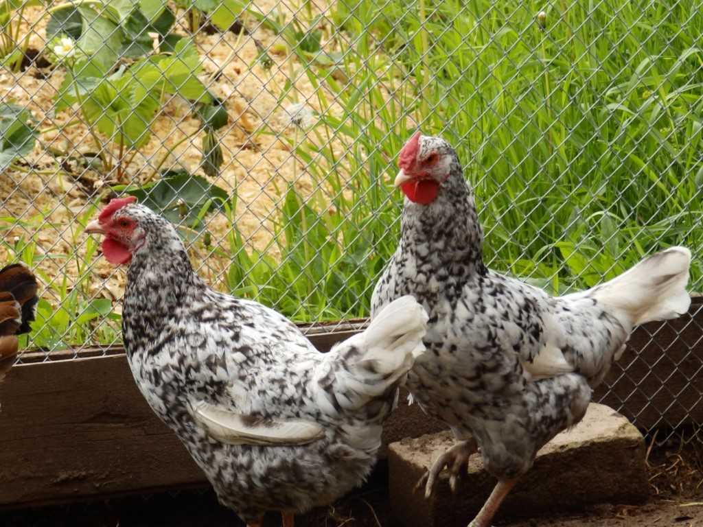 Пушкинская порода кур: описание полосато-пестрой курицы (фото)