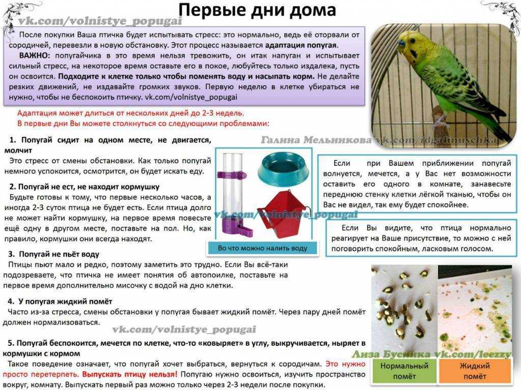Цесарка птица. описание, особенности, виды, образ жизни и среда обитания цесарки
