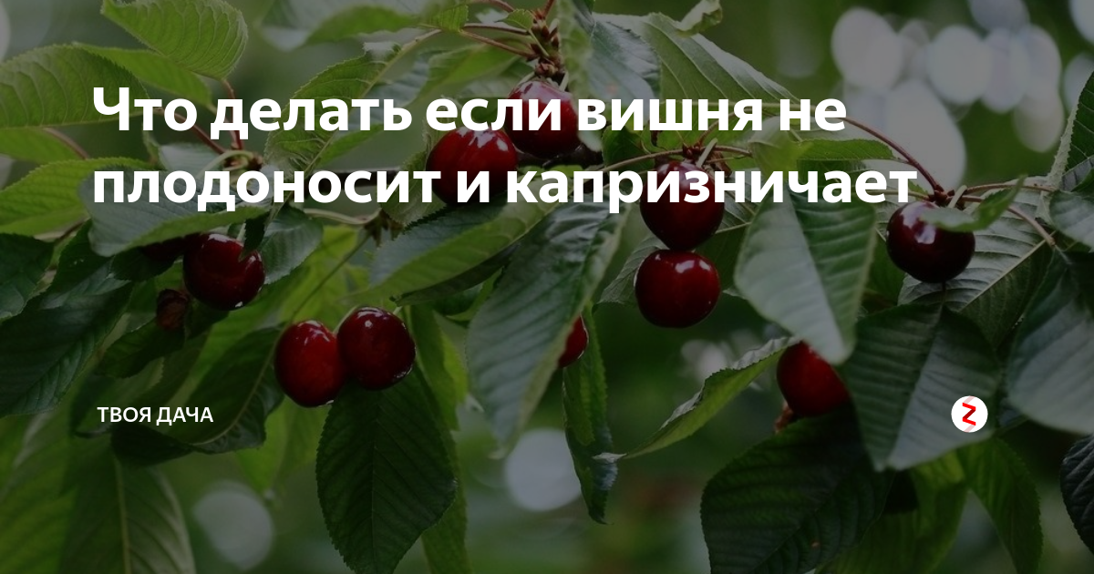 Почему не плодоносит яблоня: что делать, если нет плодов