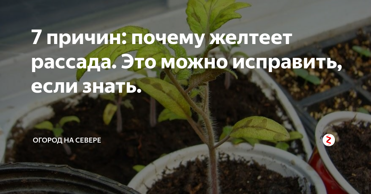 Почему желтеют листья у помидоров: что делать, причины, чем обработать и подкормить