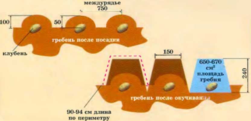 Картофель – способы посадки и когда сажать в 2023 году?