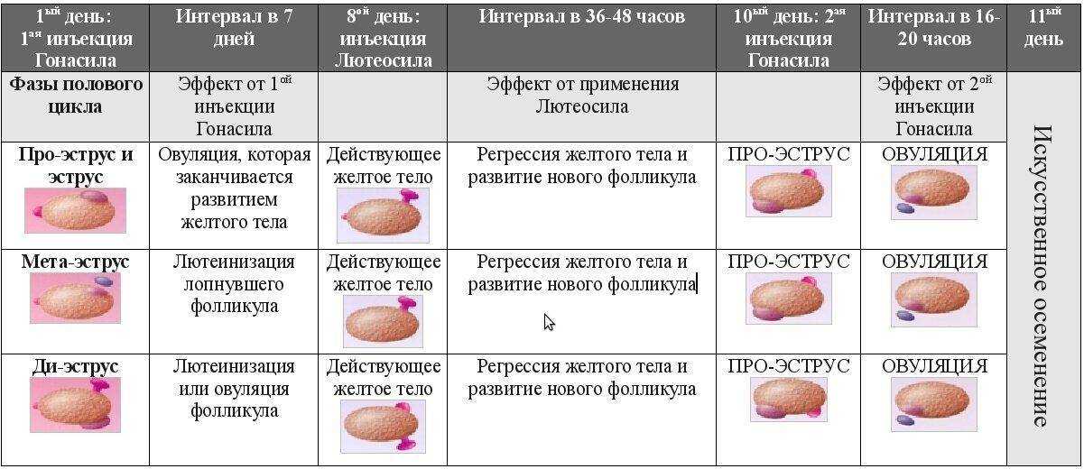 Возраст быка: как определить время для случки и первого отёла