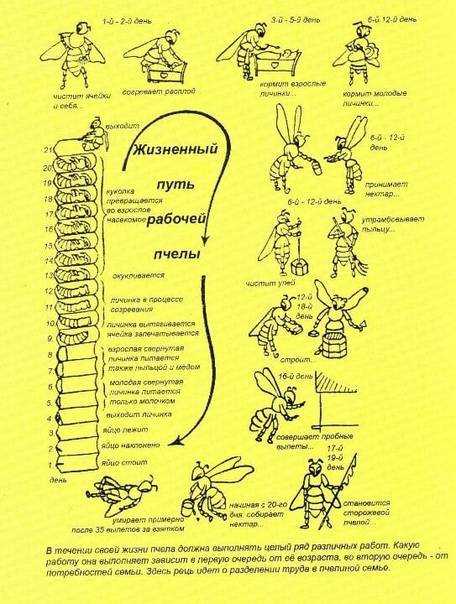 Личинки пчел - стадии развития, питание, применение в лечении