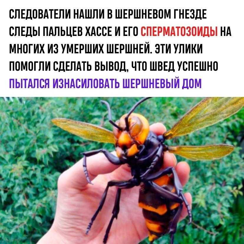 Шершень обыкновенный (европейский) – фото и описание
