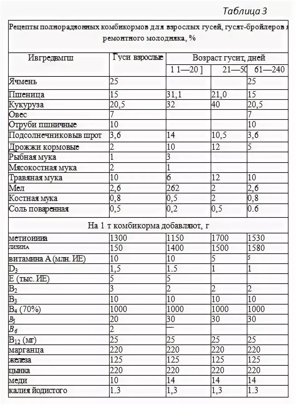 Чем можно кормить гусей в домашних условиях, откорм на мясо перед забоем