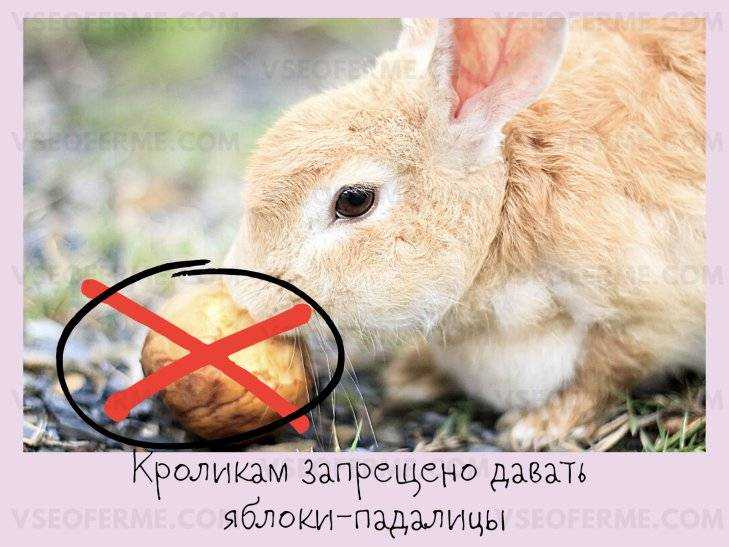 Можно ли кроликам давать кабачки с семечками, свежие огурцы, тыкву, листья и ботву