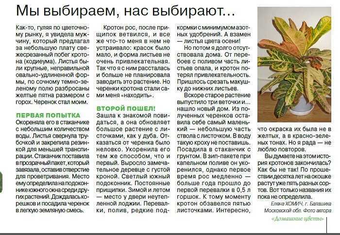 Кротон (кодиеум пестрый): инструкции по уходу в домашних условиях