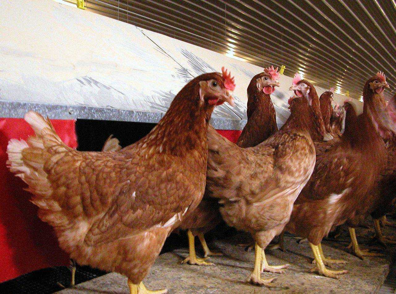Куры хайсекс: внешние характеристики, продуктивность, особенности содержания