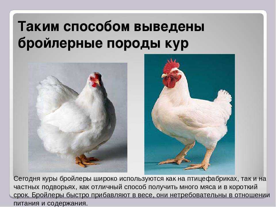 Бройлерные куры
