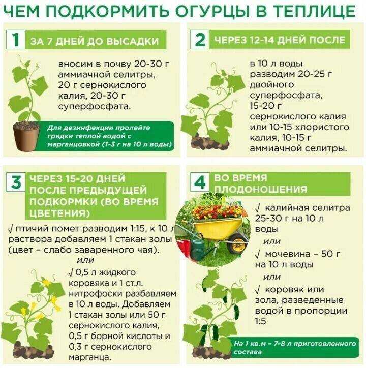Посадка огурцов в открытый грунт семенами: как и когда сажать в 2023 году