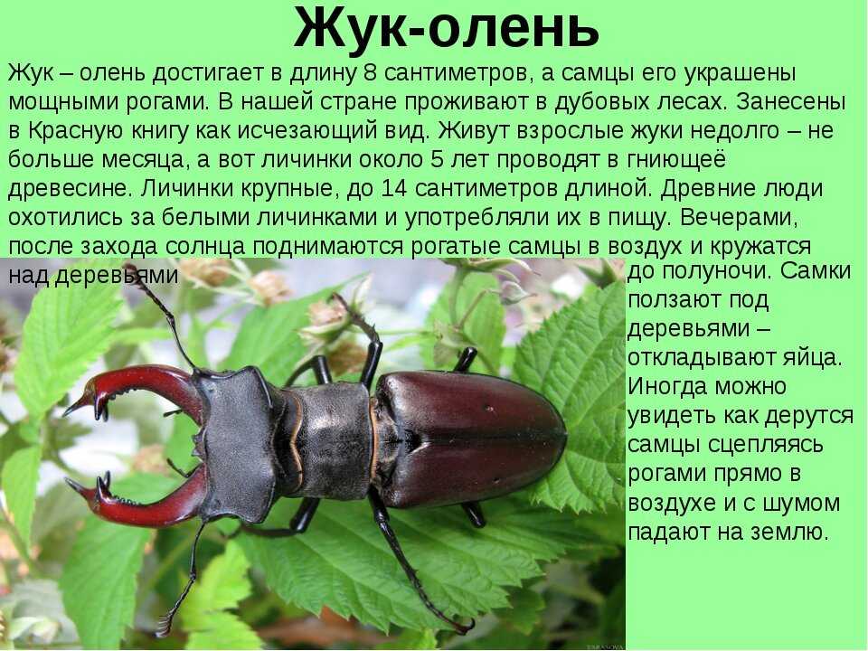 Долгоносик жук насекомое. описание, особенности, виды, образ жизни и борьба с долгоносиком