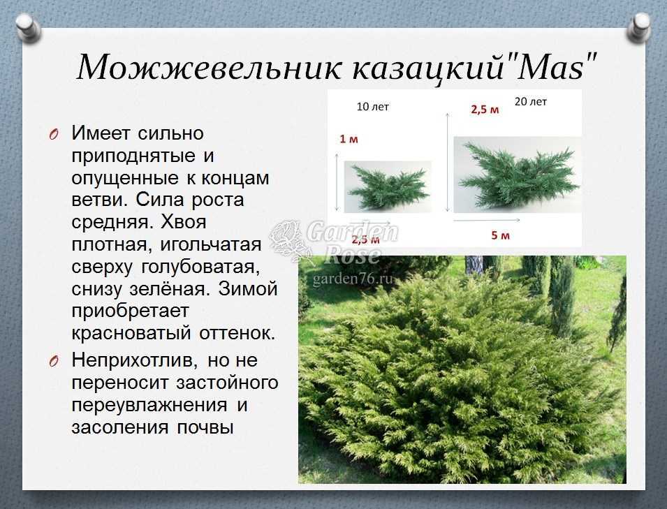 Можжевельник: посадка и уход в открытом грунте и домашних условиях - комнатные и садовые растения, уход за ними sad-doma.net